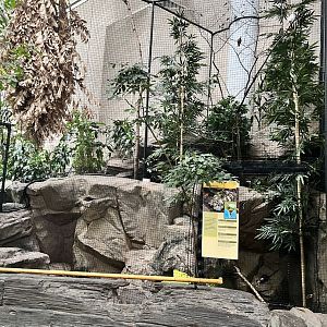 Tropics Trail - Bali Mynah Aviary