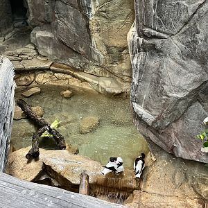 Tropics Trail - Common Shelduck Exhibit