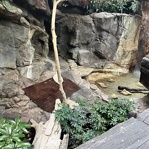 Tropics Trail - Common Shelduck Exhibit