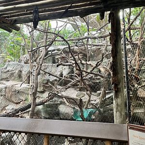 Tropics Trail - Binturong Exhibit
