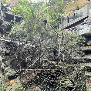 Tropics Trail - Matschie’s Tree Kangaroo Exhibit