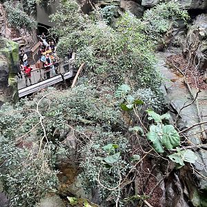 Tropics Trail - Matschie’s Tree Kangaroo Exhibit