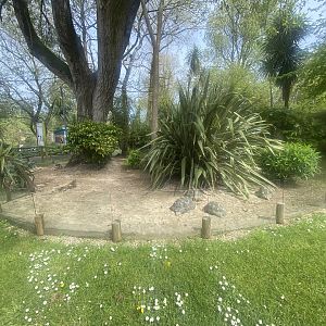 Radiated tortoise exhibit 060523
