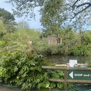White-belted black and white ruffed lemur island 060523