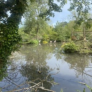 Great white pelican exhibit 060523