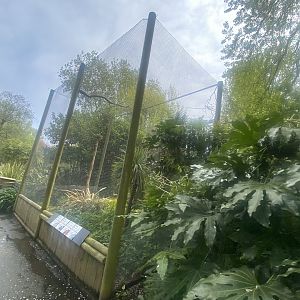 Birds of Brazil Aviary 060523