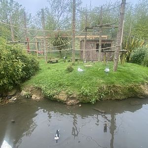 Ring-tailed lemur island 060523