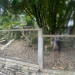 Yellow mongoose enclosure 060523