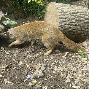 Yellow mongoose 069523