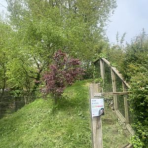 Nepalese red panda enclosure 060523