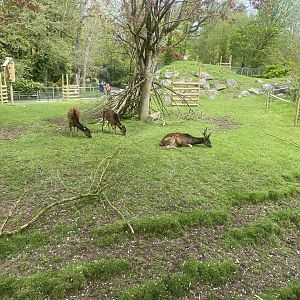 Visayan spotted deer 060523