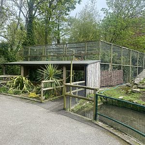 Fishing cat enclosure 060523