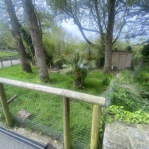 Azara’s agouti enclosure 060523