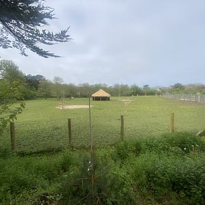 African Savannah exhibit 060523