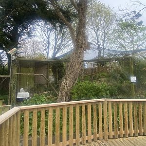 Snowy owl aviary 060523