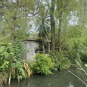 Goeldi’s monkey enclosure 060523