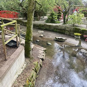 Asian small-clawed otter enclosure 060523