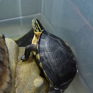 West Indonesian box turtle (Cuora amboinensis couro)
