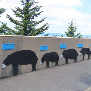 Bear size comparison