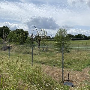 Langur and babirusa enclosure whipsnade