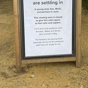 Whipsnade - signage re arrival of Malik the new male lion and the temporary closure of the glass viewing area