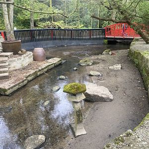 Asian small-clawed otter enclosure 060523