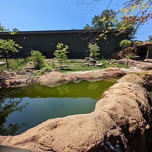 Pygmy Hippo exhibit