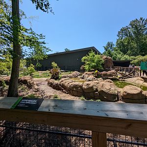 Pygmy Hippo exhibit