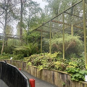 Papuan hornbill aviary 060523