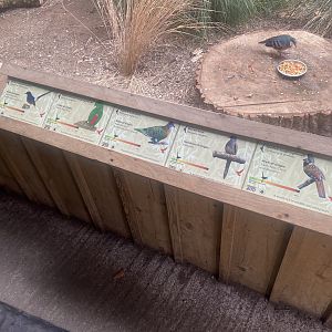 Gems of the Jungle - entrance aviary signage 060523