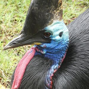 Southern Cassowary