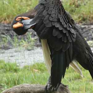 Southern Ground Hornbill