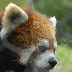 Red Panda