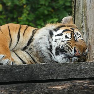 Sumatran Tiger