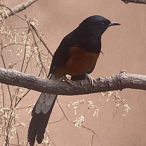 Gems of the Jungle - White-rumped shama 060523