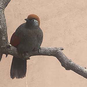 Gems of the Jungle - Red-tailed laughingthrush 060523