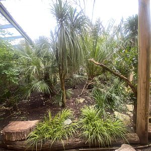 Gems of the Jungle 060523