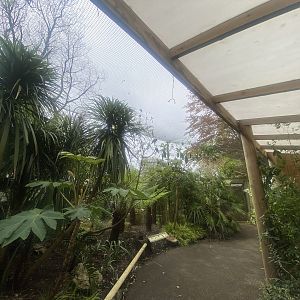 Gems of the Jungle 060523