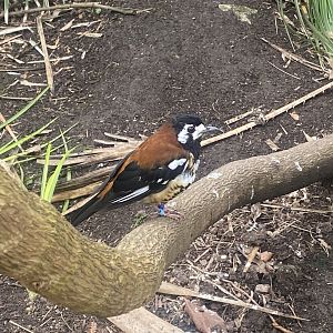 Gems of the Jungle - Chestnut-backed thrush 060523