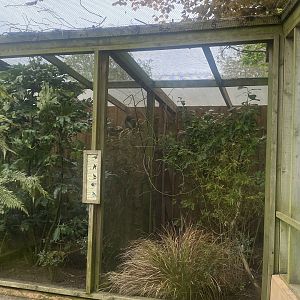 Gems of the Jungle - side aviaries 060523