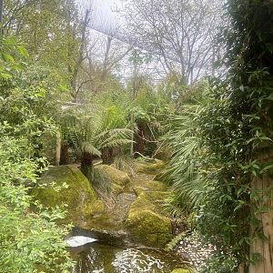 Gems of the Jungle 060523