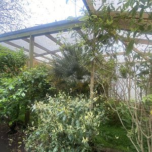 Gems of the Jungle - Javan green magpie aviary 060523