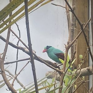 Gems of the Jungle - Javan green magpie 060523
