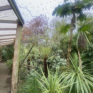 Gems of the Jungle 060523