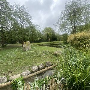 South American tapir and Capybara enclosure 060523