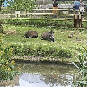 South American tapirs 060523