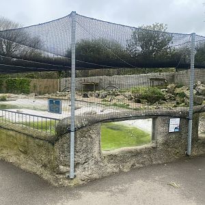 Humboldt penguin enclosure 060523