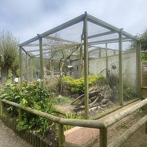 Ecuadorian lilacine amazon aviary 060523