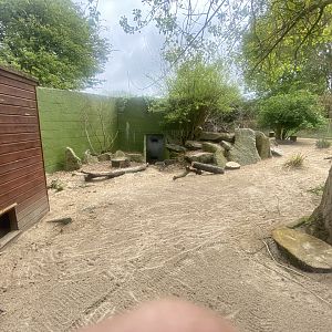 Dusky pademelon enclosure 060523