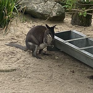 Dusky pademelon 060523